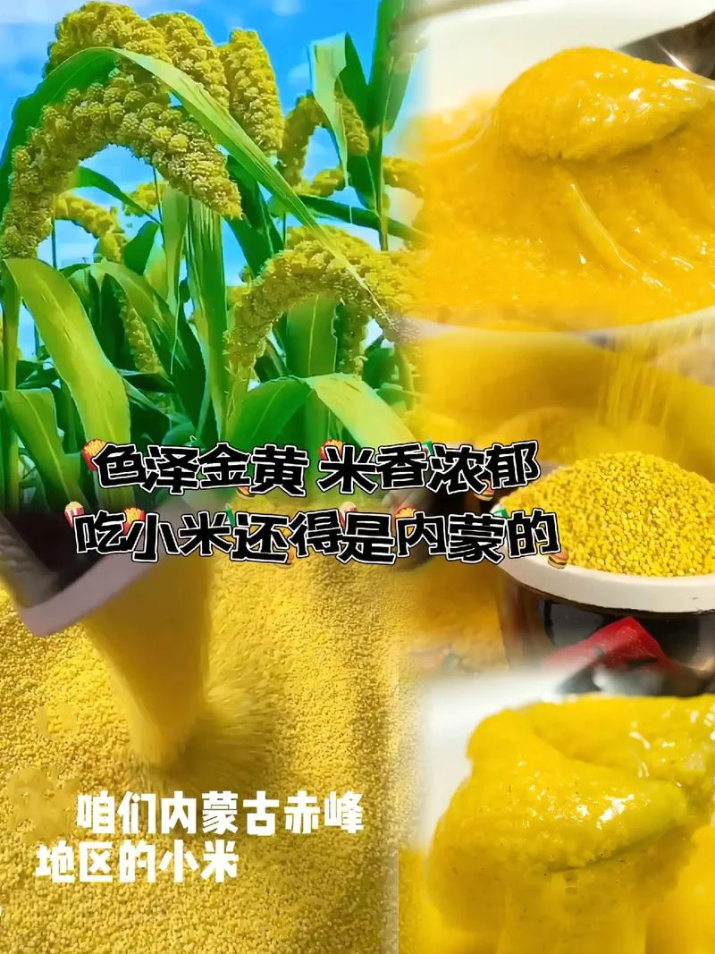梦见黄小米-梦兆黄小米