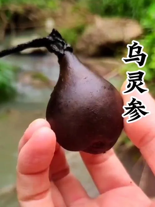 兰灵参又叫什么-兰灵参别名