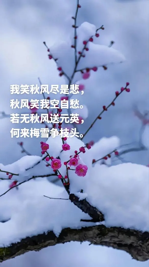梅须逊雪三分寒下一句_1