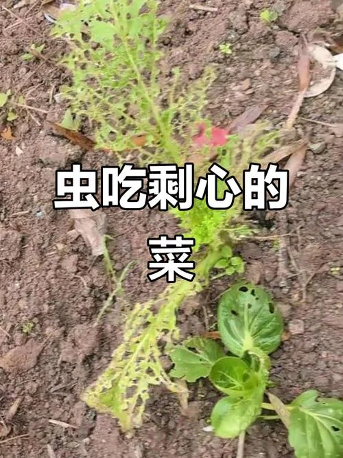 梦见庄稼被虫吃了_1