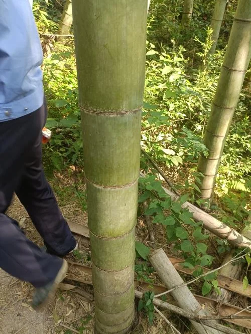 毛竹一亩多少根_1