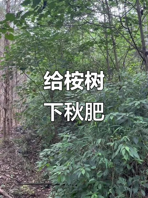 桉树施肥最佳几月份-桉树施肥最佳月份