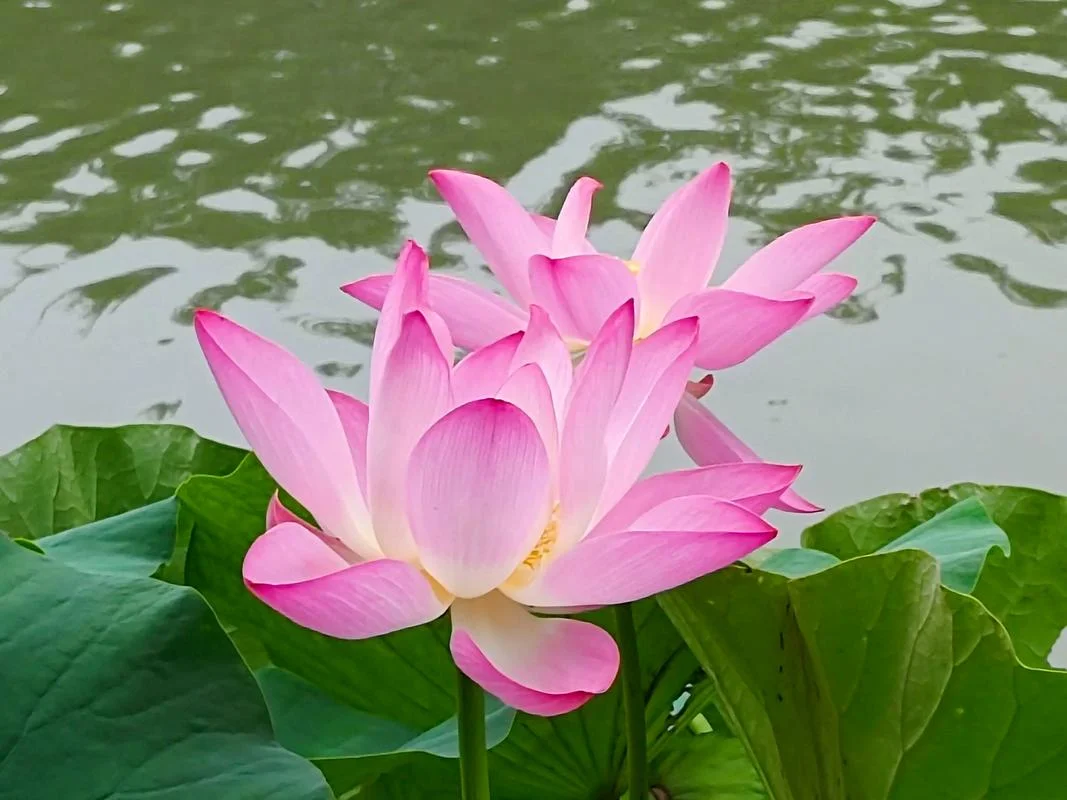 心如净土下一句是什么_1