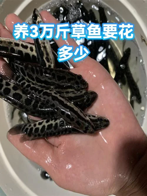 草鱼一亩地能产多少斤_2