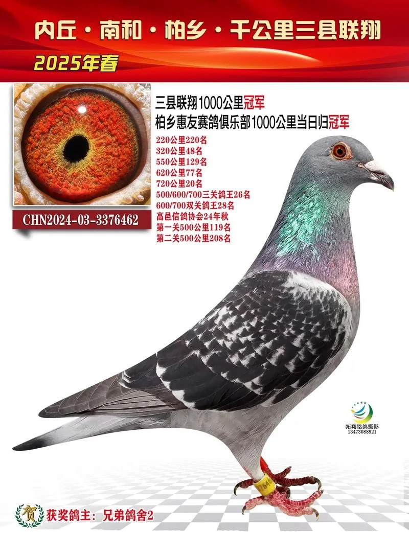 信鸽成绩直播_1