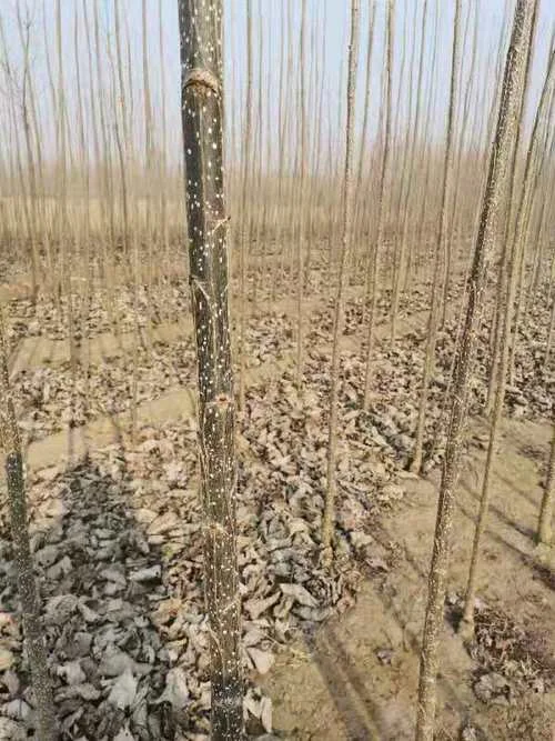 杨树苗一亩地栽多少棵_2