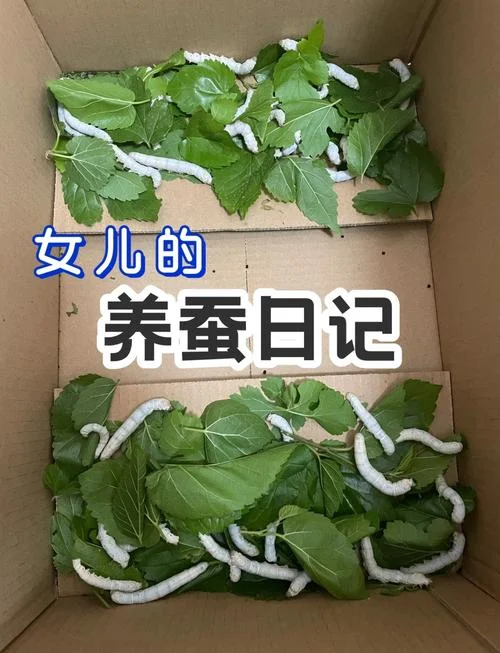做梦梦见蚕是什么预兆_1