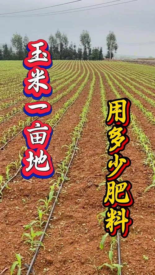一亩地有多少米长_1