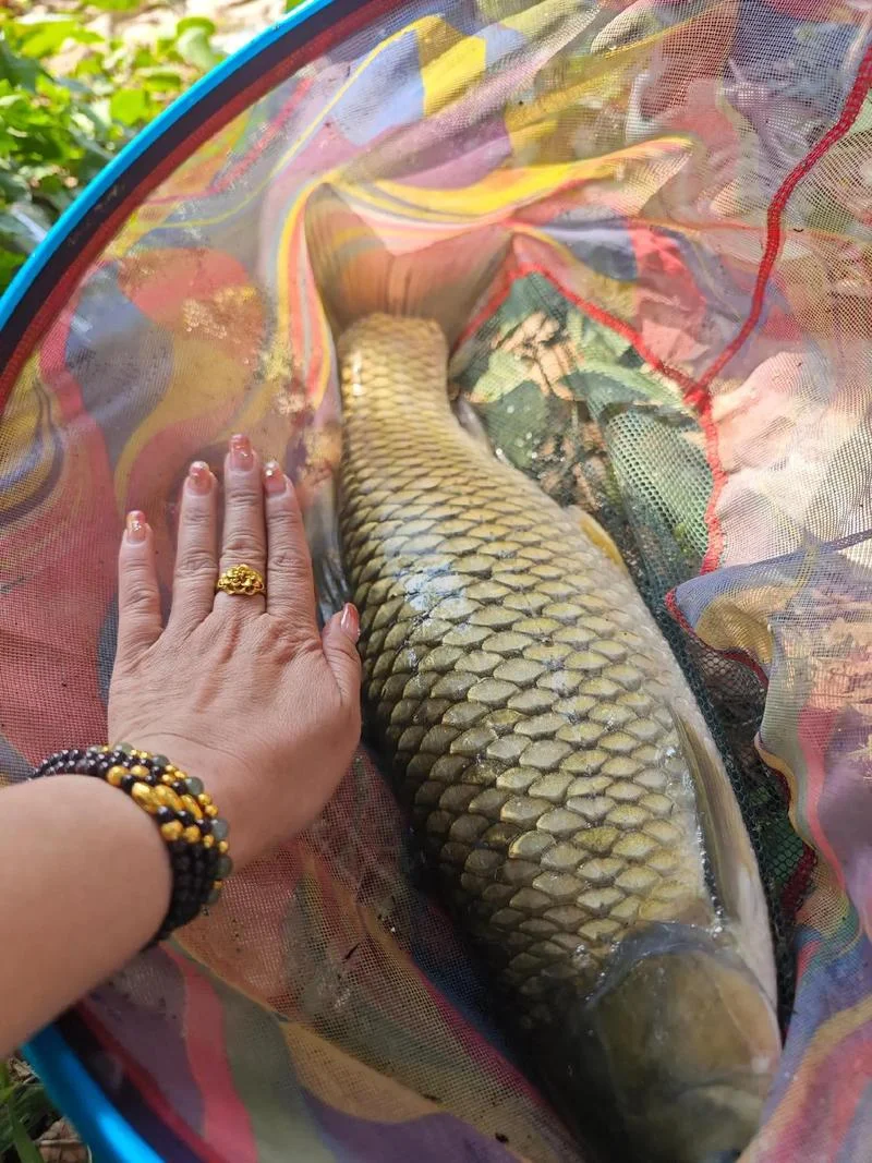 梦见自己用手抓到草鱼-手擒草鱼之梦
