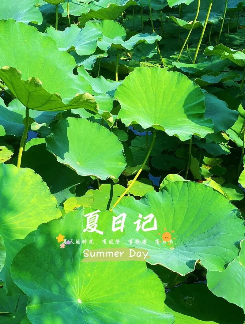 梦到荷花为什么没了-梦到荷花为何消失