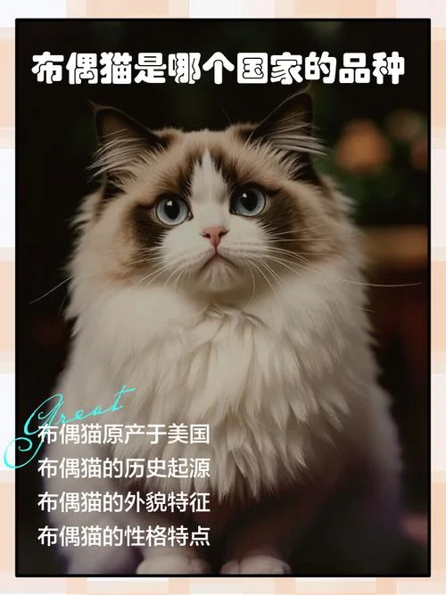 布偶猫叫什么名字好-布偶猫优雅名字推荐