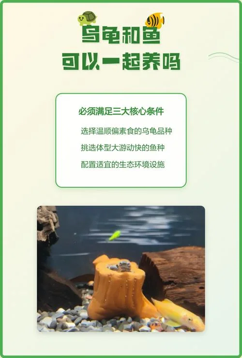 梦见乌龟和鱼在水里游_1