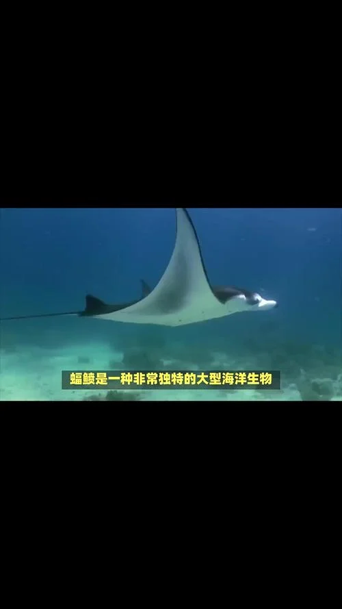 蝠鲼是什么意思_2