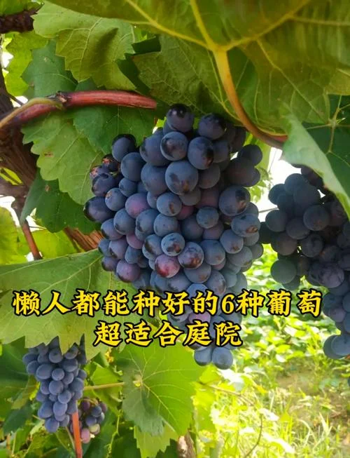 葡萄几月种植-葡萄几月种植