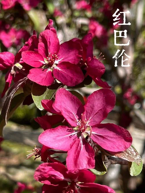 一城春色半城花下一句_1