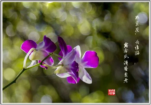 深谷幽兰出处_2