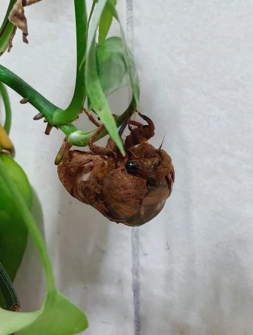 蝉蜕龙变出自哪里_1