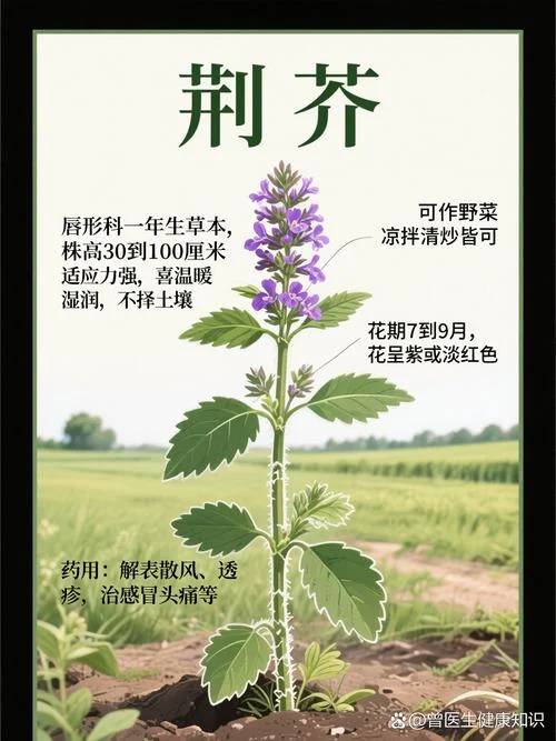 山芥又叫什么-山芥的别名