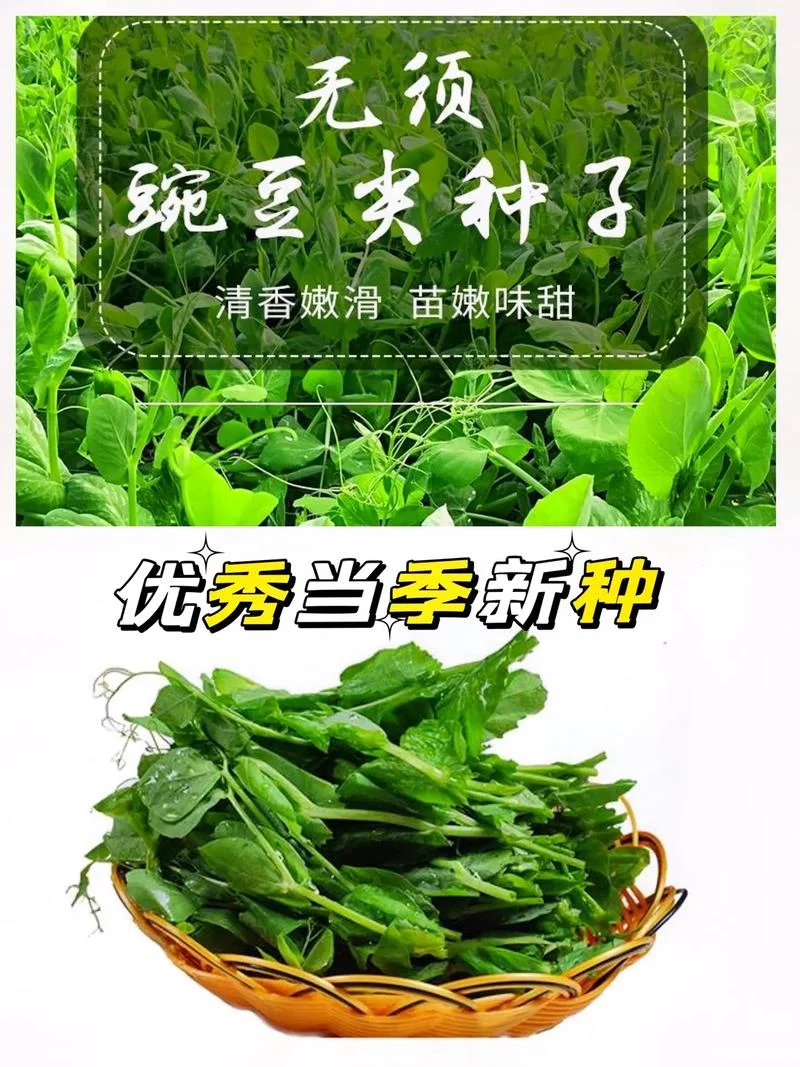 豌豆尖的学名叫什么_2