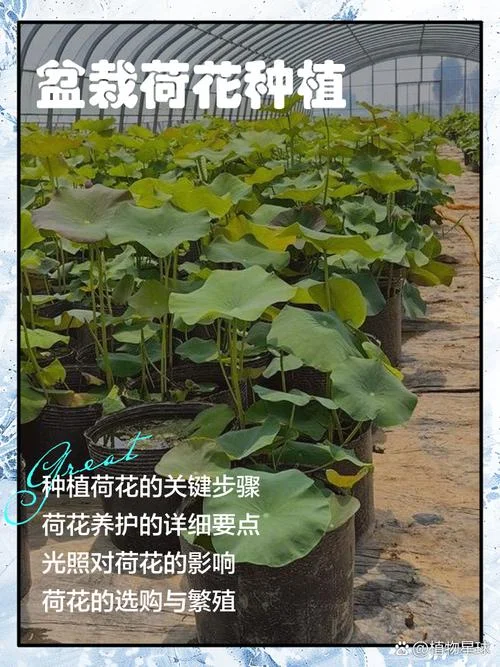盆栽荷花苗多少钱-盆栽荷花苗价格