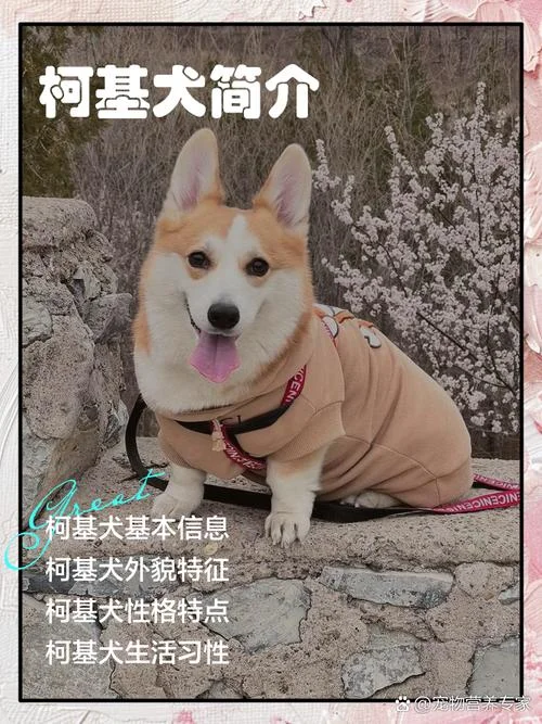 柯基犬全名叫什么_1