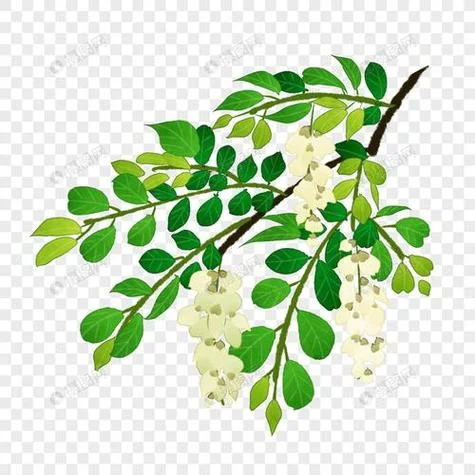槐树花图片简笔画大全_2