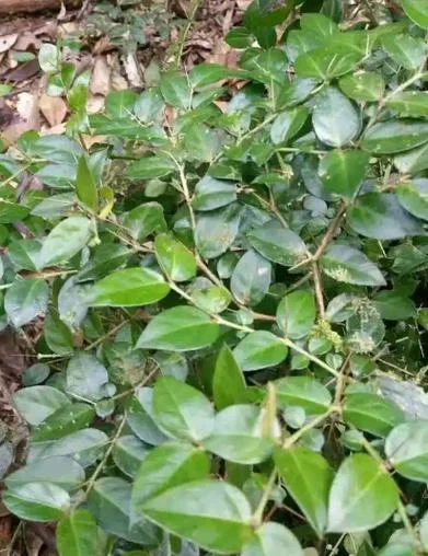 绣花针草又叫什么_2