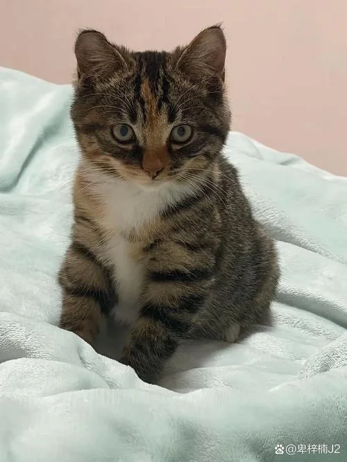 史上最厉害的小奶猫-史上最强小奶猫