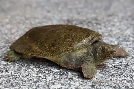 梦见捉鳖是什么预兆_1
