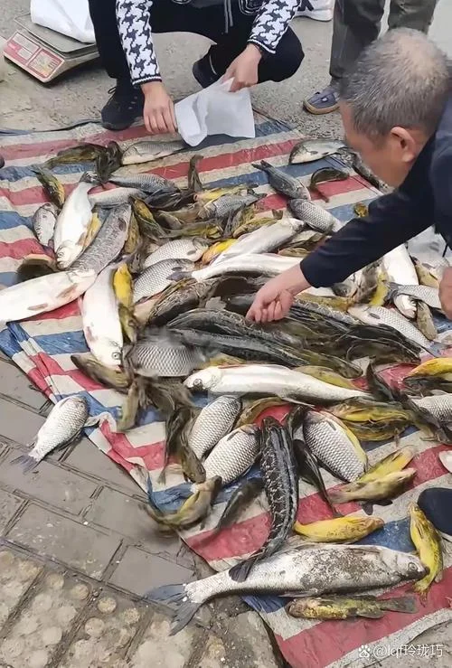 梦见捞了很多鱼又放了_1