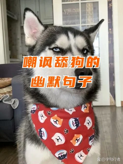 舔狗一无所有的文案_1
