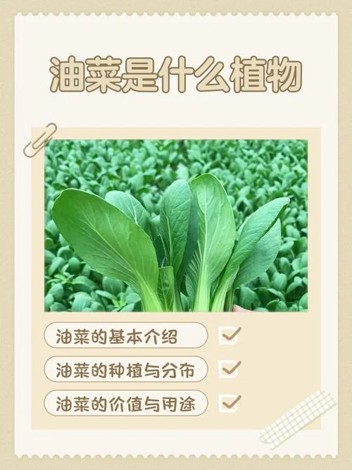 油菜一亩地能产多少斤-一亩地油菜产量