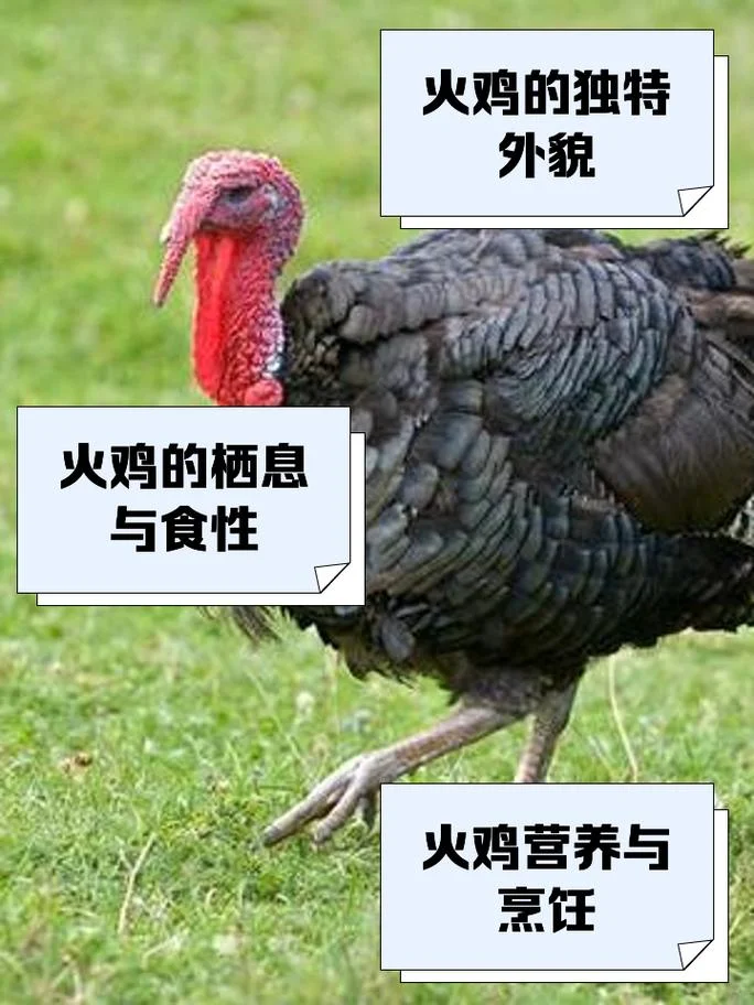 日语幺鸡是什么意思_1
