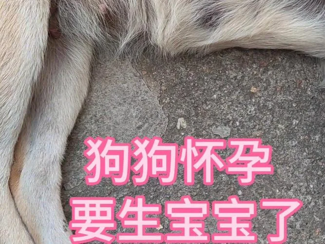 孕妇梦到好多狗_2