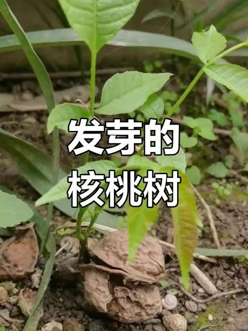 一亩种多少棵核桃树苗_2