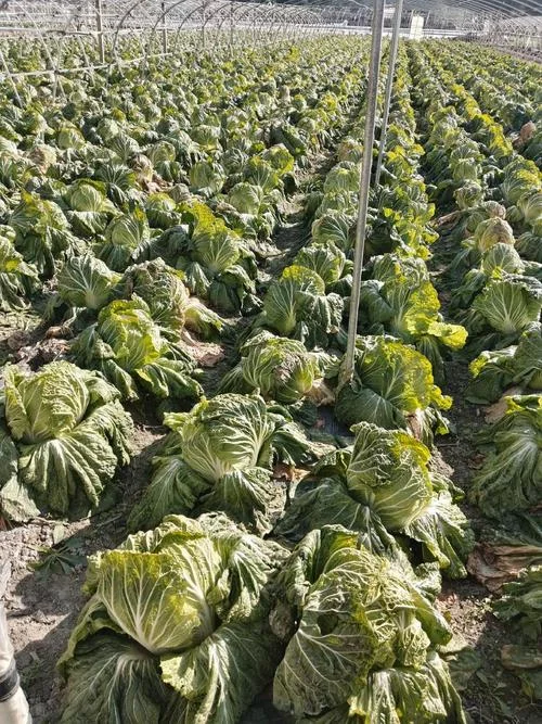 大白菜一亩地能产多少斤_2
