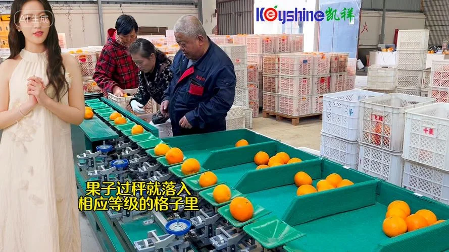 水果分选设备哪个品牌好_2
