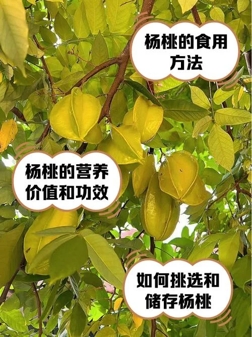 杨桃几月份成熟-杨桃七月初成熟