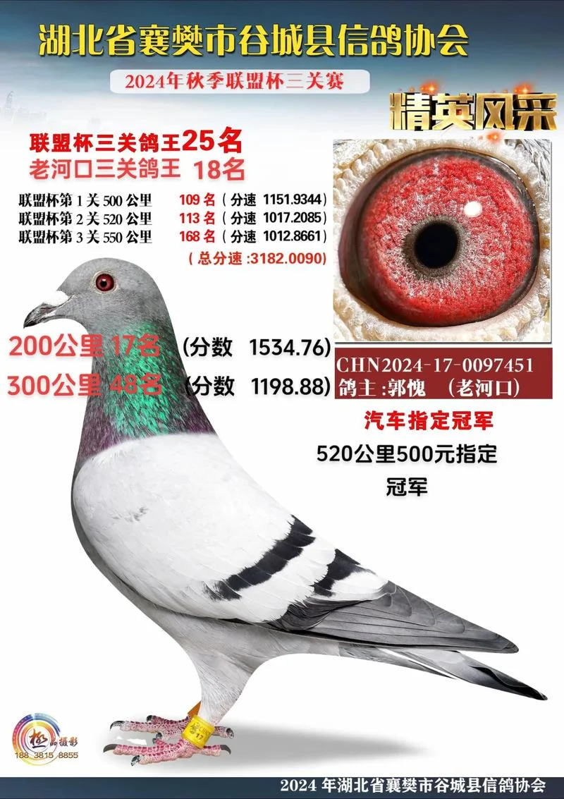 赛鸽鸽主成绩查询_1