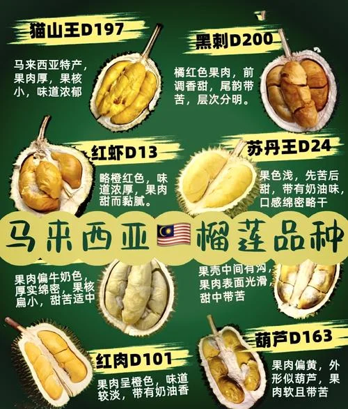 榴莲是几月的-五九季节