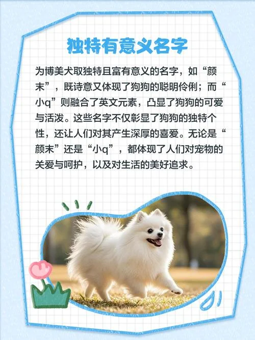 博美犬又叫什么名字_2