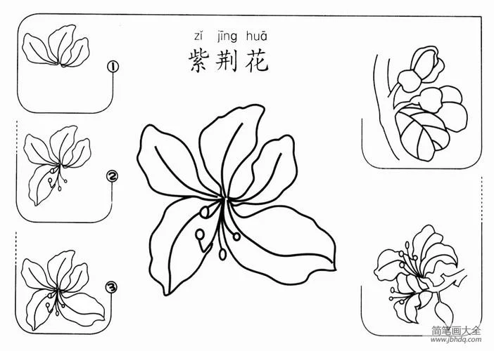 紫荆花简笔画儿童版_1
