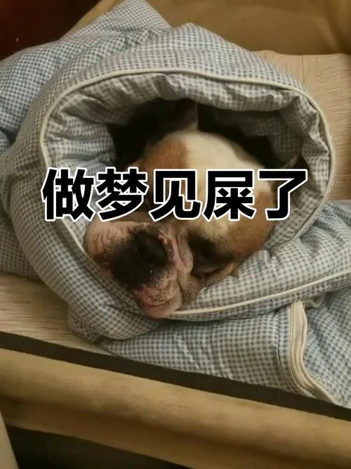 梦见自己大便很多_2