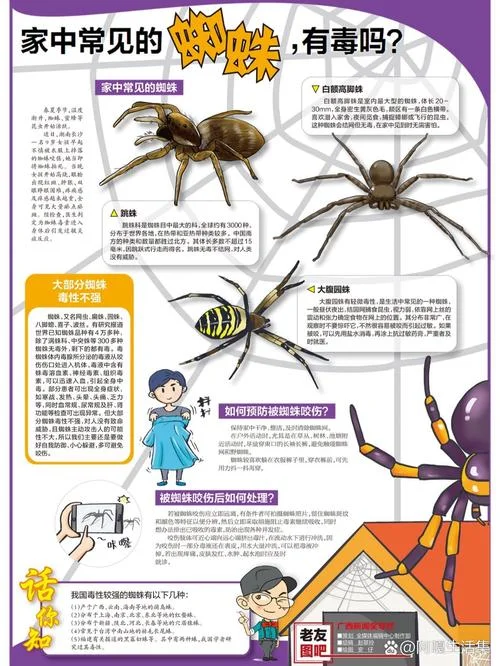 spider出处_1