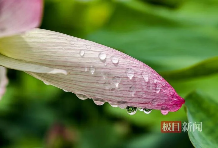 雨后荷花承恩露出处_1