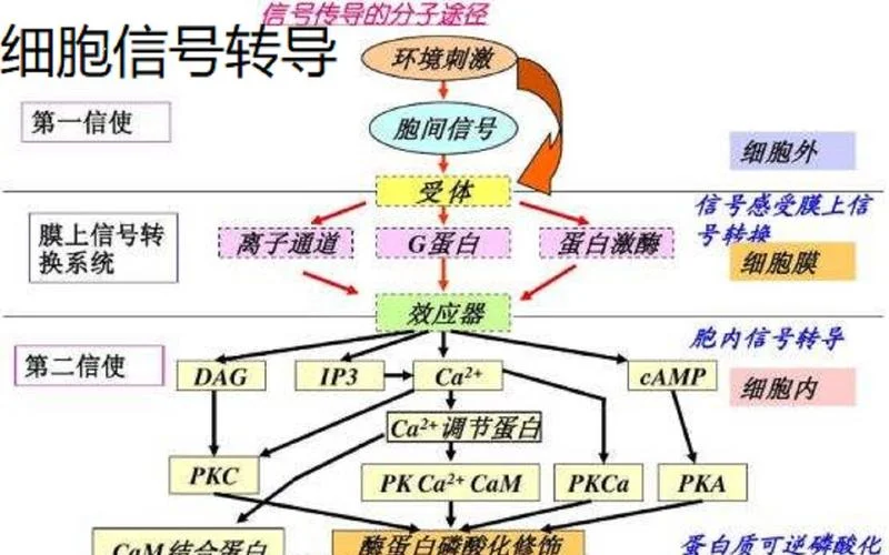 细胞生物学考研大纲_1