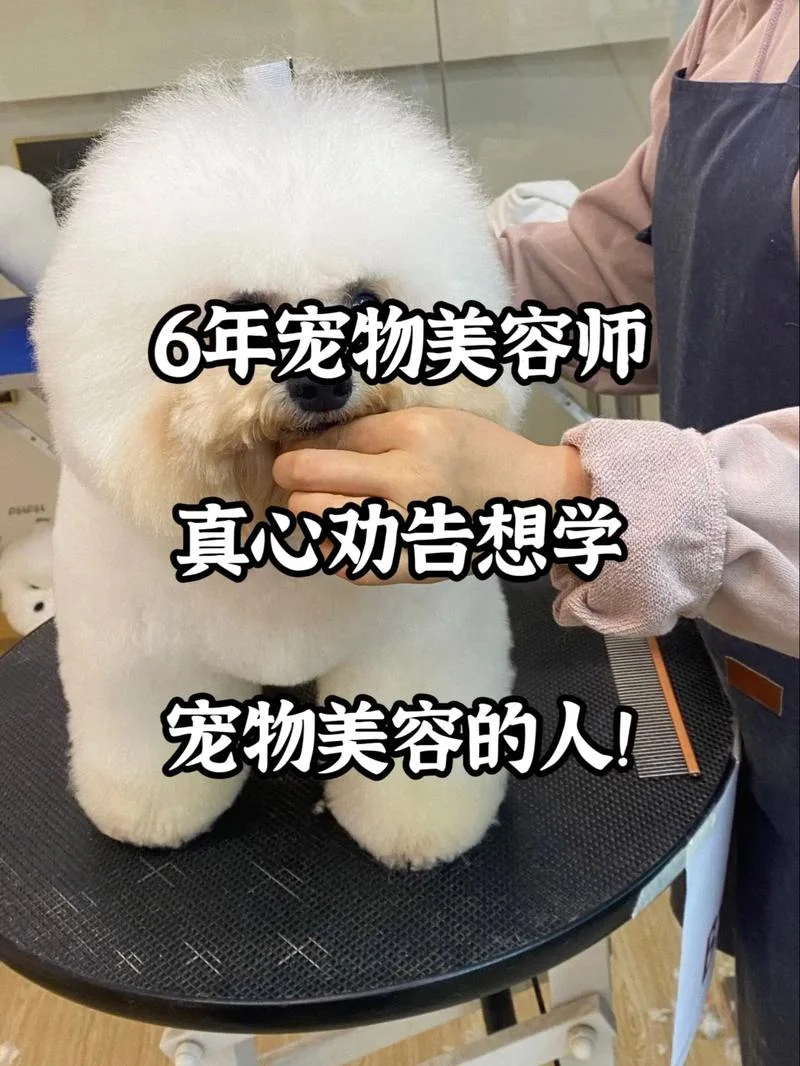 上海哪里学宠物美容师-上海学宠物美容师