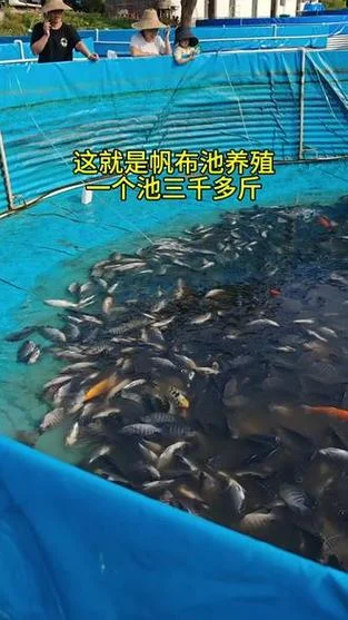 池塘养鱼1亩养多少鱼_2