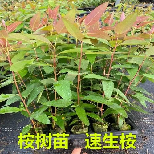 桉树多少钱一亩_1