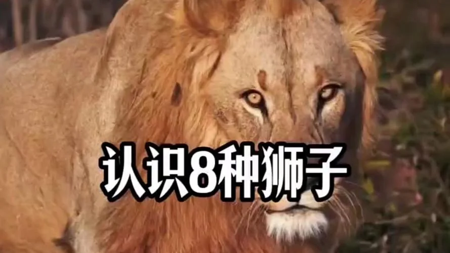 狮子大开口 出处-狮子大开口成语
